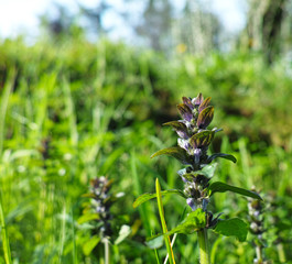 detail of Hyssopus officinalis  plant in a meadow