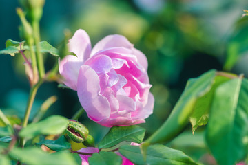 pink rose in a garden