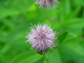 macro flower on green background of grass