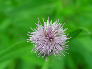 macro purple thistle flower