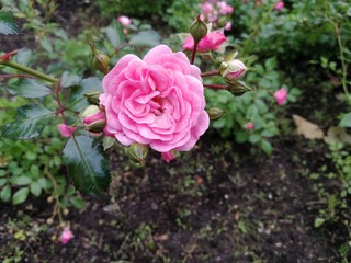 pink rose in the garden