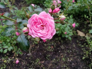 pink roses in the garden