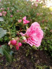 pink rose in the garden
