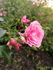 pink rose in garden