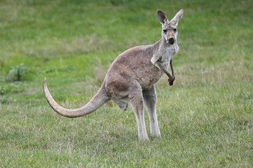 Naklejka na ściany i meble Female Red Kangaroo