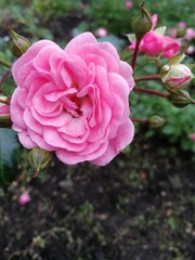 pink rose in the garden