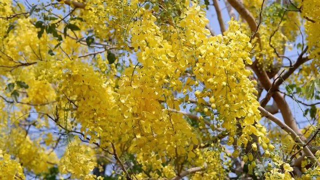Golden shower tree is blooming on tree with blue sky and sunlight.