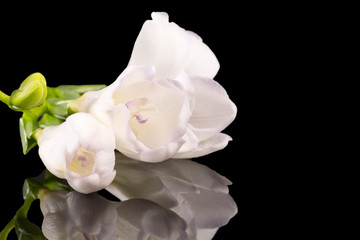 Flowers of beautiful white freesia isolated on black background, reflection