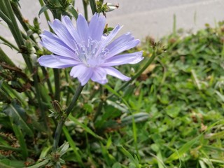 blue flowers in garden