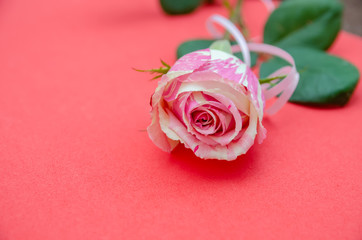 Beautiful white and pink rose on red, pink background with copy space