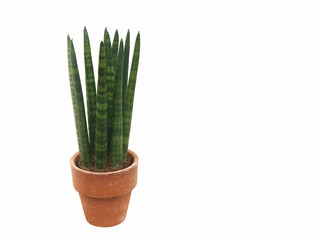 Sansevieria Cylindrica in a clay pots isolated on white background with copy space. Aloe purify the air to provide oxygen at night.Purifying the air to catch toxins in the air
