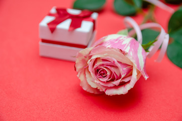 Beautiful white and pink rose with a small gift box on a red, pink background with a copy of the space