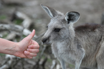 Thumbs Up for Australian Kangaroos