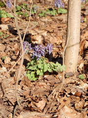 Tender spring lilac flowers of Corydalis on a blurry background