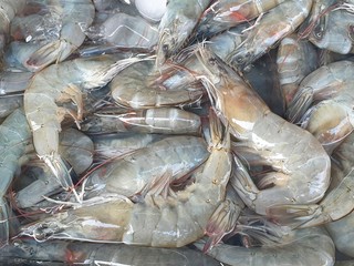 Banana shrimp for sale in Bangkok Fresh Market . Fenneropenaeus merguiensis © Nalin