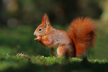 Naklejka na ściany i meble Art view on wild nature. Cute red squirrel with long pointed ears in spring scene . Wildlife in spring forest. . Sciurus vulgaris