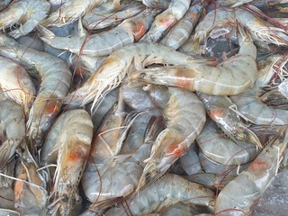 fresh shrimps on ice.Banana shrimp for sale in Bangkok Fresh Market . Fenneropenaeus merguiensis