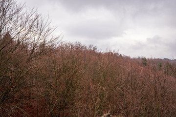 buds on tree branches in spring forest with still fallen leaves from autumn