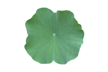 Isolated single green lotus leaf with clipping path.