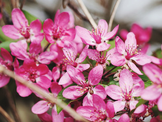 close-up of pink blossoms in sunshine