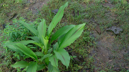 Turmeric leaves or Curcuma longa Linn with wide leaves, one of the medicinal plants and immune enhancer