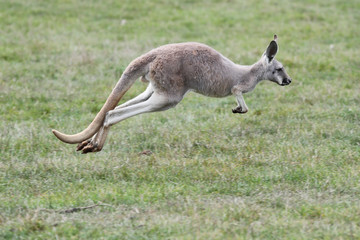 Young Red Kangaroo Hopping