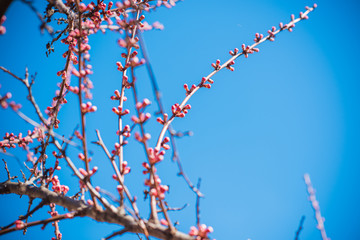 Early spring apricot tree in garden. Gardening concept 