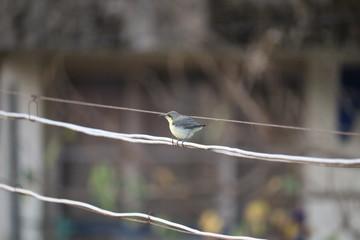 THIS IS A PHOTO OF GREY WAGTAIL