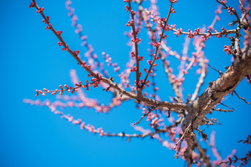 Early spring apricot tree in garden. Gardening concept 