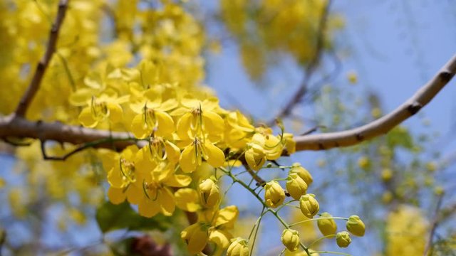 Golden shower tree (Cassia fistula) is Blooming on tree with Blue sky and Sunlight.
