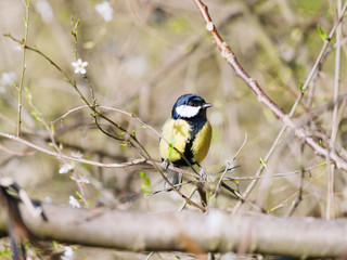 Great Tit bird sitting in a tree
