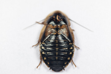 Study of the structure of Blaptica dubia, Dubia roach, also known as the orange-spotted roach in the laboratory.