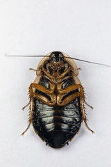 Study of the structure of Blaptica dubia, Dubia roach, also known as the orange-spotted roach in...