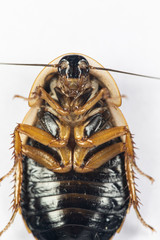 Study of the structure of Blaptica dubia, Dubia roach, also known as the orange-spotted roach in the laboratory.