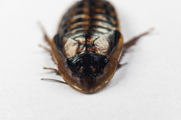 Study of the structure of Blaptica dubia, Dubia roach, also known as the orange-spotted roach in the laboratory.