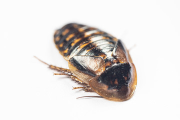 Study of the structure of Blaptica dubia, Dubia roach, also known as the orange-spotted roach in the laboratory.