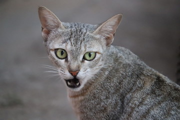 THIS IS A PHOTO OF WILD CAT