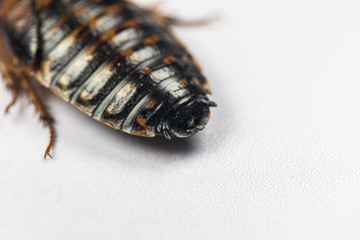 Study of the structure of Blaptica dubia, Dubia roach, also known as the orange-spotted roach in the laboratory.