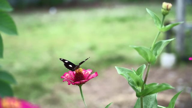Black butterfly isolated view footage on magenta flower with blurry background