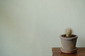 サボテンとコピースペース。Cactus on old wooden desk with solid white background with copy space for text