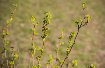 Early spring currant bush in garden. Gardening concept