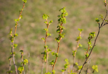 Early spring currant bush in garden. Gardening concept