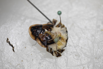 Study of the structure of Blaptica dubia, Dubia roach, also known as the orange-spotted roach in the laboratory.