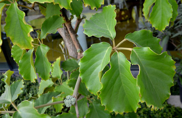 Tetrastigma voinierianum Strong diffused light, not direct sunlight. Temperature all year round...