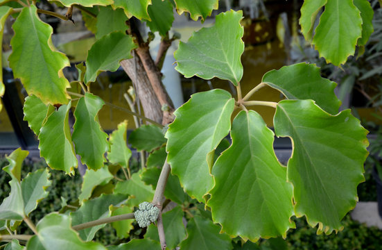 Tetrastigma voinierianum Strong diffused light, not direct sunlight. Temperature all year round room and higher. It is a creeper that grows very intensively and needs truly solid support.