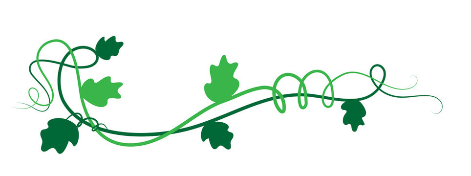 Elemento floreale decorativo verde, ramo con foglie di edera