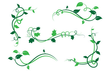 Collezione di elementi floreali decorativi, ramo con foglie di edera, liane - obrazy, fototapety, plakaty