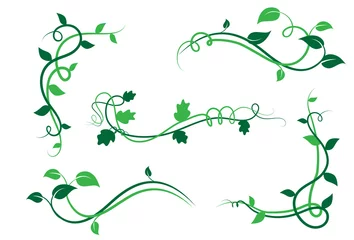 Foto op Canvas Collezione di elementi floreali decorativi, ramo con foglie di edera, liane © Hurca!