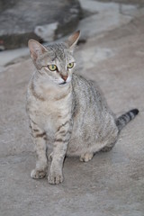 THIS IS A PHOTO OF WILD CAT
