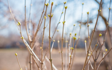Early spring lilac bush in garden. Gardening concept